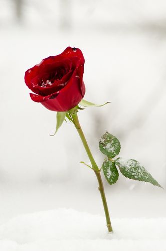 位圖 植物攝影 寫實花卉 花朵 數碼照片 免費素材