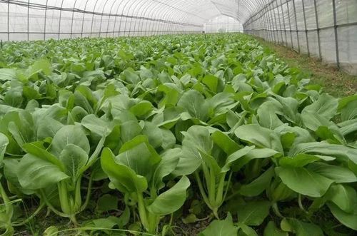 "凍哭"的蔬菜也急需防寒!