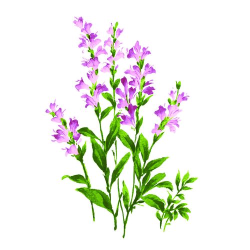 位圖 植物 寫(xiě)意花卉 花朵 免費(fèi)素材