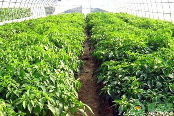 秋季大棚蔬菜種植技術及管理注意事項