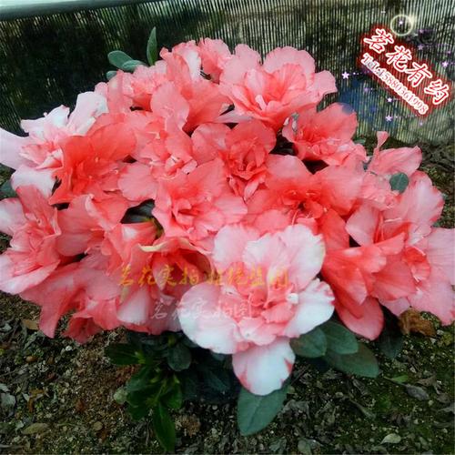 櫻桃紅杜鵑花苗 盆栽四季西洋杜鵑花 紅舞衣 庭院窗臺綠植花卉-標(biāo)題圖