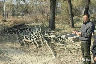 武安這仨人太糊涂,濫伐林木被刑拘
