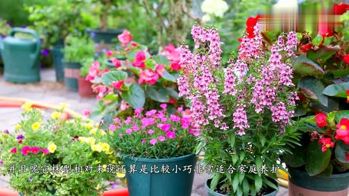 不怕夏季暴曬酷熱,這幾種花卉適合家庭盆栽,給足肥水輕松開(kāi)爆盆