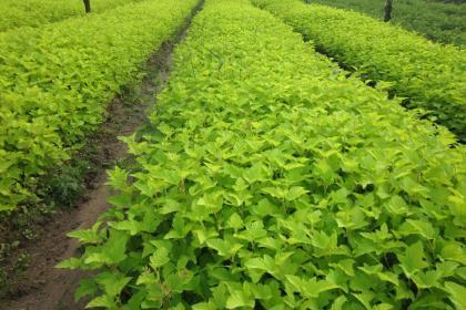 榆中林木產品信息_找信息上榆中百業網林木頻道