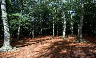 浙江 實施 一村萬樹 三年植綠行動,全省將建1000多個示范村