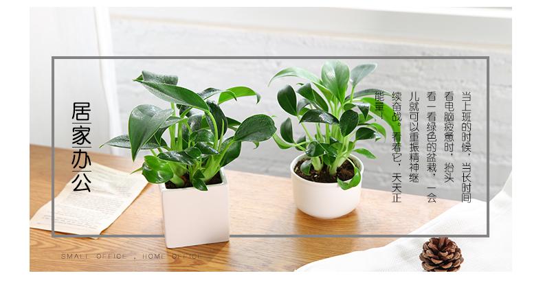 金鉆盆栽綠植室內(nèi)客廳吸甲醛土培植物辦公室桌面防輻射花卉小盆景