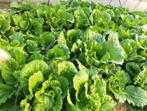 他搞生態(tài)農(nóng)業(yè),產(chǎn)品無(wú)人問(wèn)津,之后免費(fèi)送蔬菜賠400多萬(wàn)