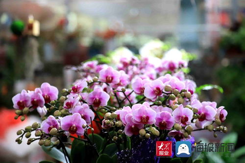 莒州花卉市場 花枝俏 升溫莒城幸福生活的 春天里