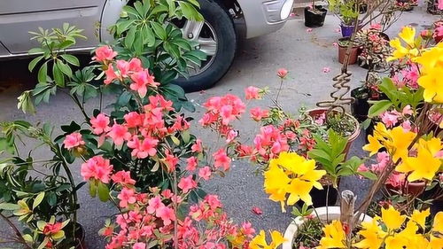 山東農(nóng)村花卉市場(chǎng),各種精美盆景盆栽,只要幾十塊錢一棵