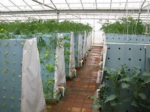 我縣首家氣霧性蔬菜栽培浙江省麗水市農科所農業智能化快繁中心