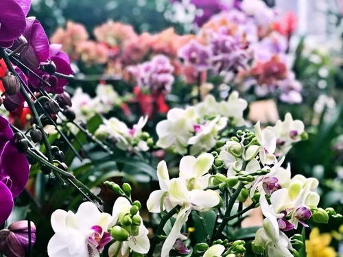 花 點(diǎn)心思過(guò)大年,年宵花卉展在梅園