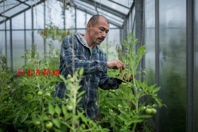 因緣際會(huì)來(lái)到格陵蘭首都努克的一家溫室蔬菜培育中心擔(dān)任園丁,由于