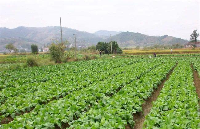 因此在育苗期間,我們要注意為蔬菜培育一個(gè)健壯發(fā)達(dá)的根系.