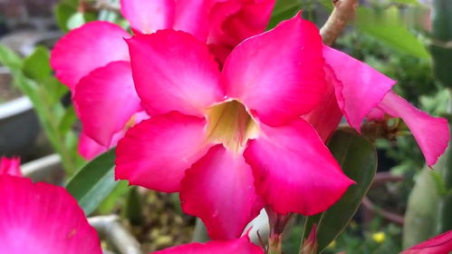 家庭養(yǎng)殖花卉的一種簡(jiǎn)單有效的自制營(yíng)養(yǎng)液,學(xué)會(huì)一年能省不少錢