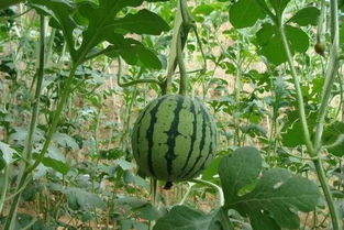 據說99 的人都看過后都興奮不已,你還在等什么