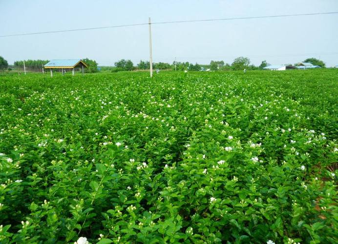 p>橫州茉莉花,廣西壯族自治區橫州市特產,中國國家地理標志產品.