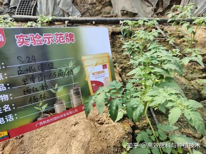 蔬菜定植后澆好前三水是培育壯苗的關鍵怎么澆你清楚了嗎