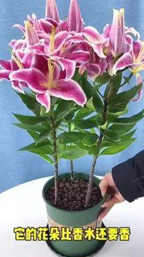 花卉綠植 盆栽綠植 養(yǎng)花修心