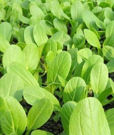 必須的營(yíng)養(yǎng)品,我們更須培育好自己的蔬菜種子.