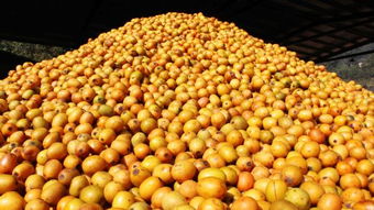 鄉土珍貴樹種南酸棗進入國家林木種質資源庫 齊云山食品南酸棗國家林木種質資源庫建設獲批