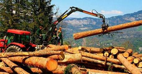 濫伐林木罪怎樣認(rèn)定的?