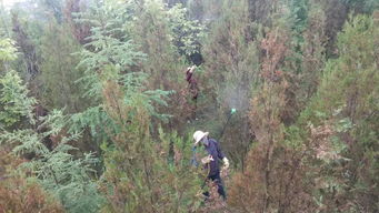 西和縣自然資源局積極開(kāi)展林木病蟲(chóng)害防治工作