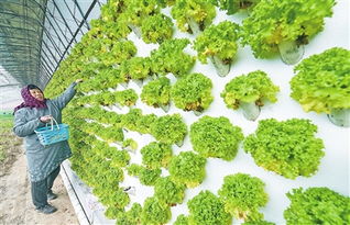 云浮日報數(shù)字報 科技種植富農(nóng)家