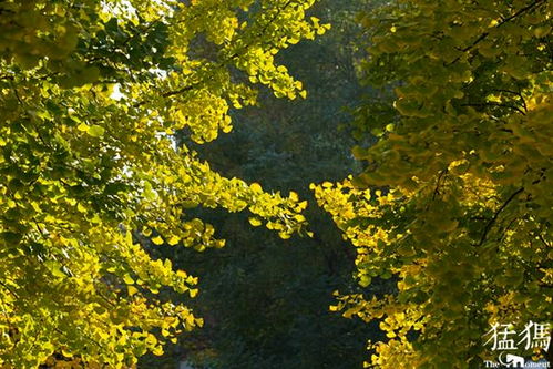 鄭州初現(xiàn)金秋 街頭巷角林木pk 最美秋色