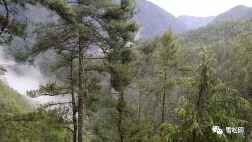 西藏林木良種繁育中心苗木種植面積達(dá)7000余畝