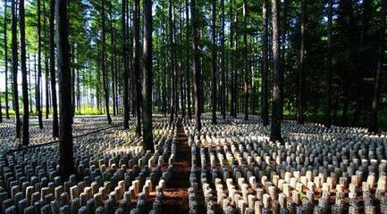 林業(yè)補(bǔ)助有哪些?林下食用菌、藥材項(xiàng)目申報(bào)要求及栽培規(guī)范是什么?