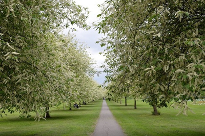 2016草色豐茂,林木秀美,一派自然_圣約翰學(xué)院評(píng)論 - 去哪兒攻略社區(qū)