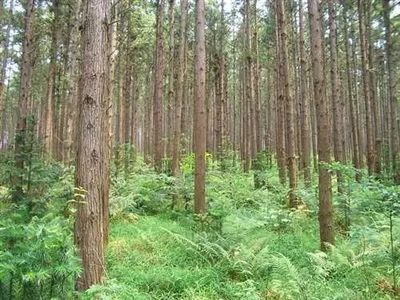 福建省審(認)定通過27個林木品種