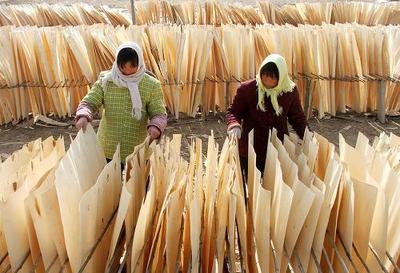 山東菏澤:農民冬忙林木增收