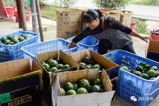 全國媒體湖南行聚焦瀏陽 縣域經濟強縣的 扶貧經