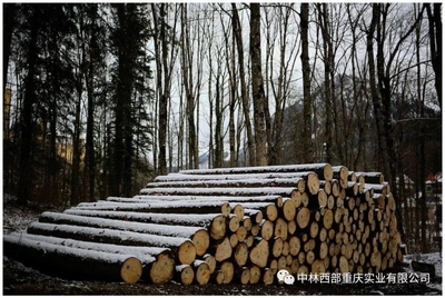 《重慶市林產(chǎn)品加工貿(mào)易發(fā)展規(guī)劃(2019-2025年)》專欄介紹貿(mào)易港項目