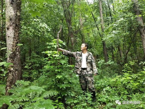 紅石林業(yè)局國家林木良種基地珍稀樹種調(diào)查又有新突破