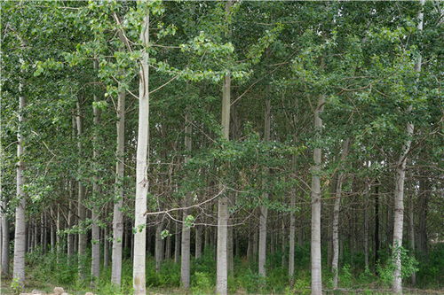 美麗中國 北林在行動 北林5號楊 成為纖維工業(yè)用材生產新良種