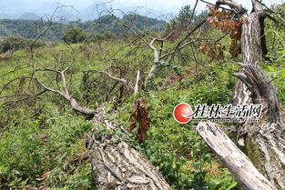 桂林盜伐濫伐林木屢禁不止 一些鄉(xiāng)鎮(zhèn)護林員成擺設