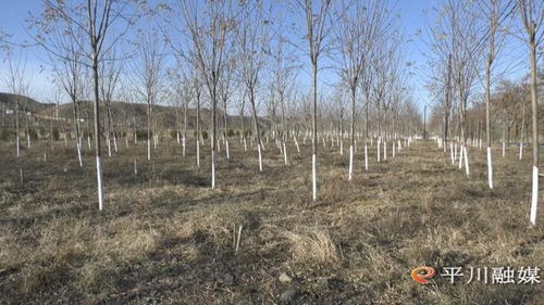 平川區多措并舉做好冬季林木管護工作