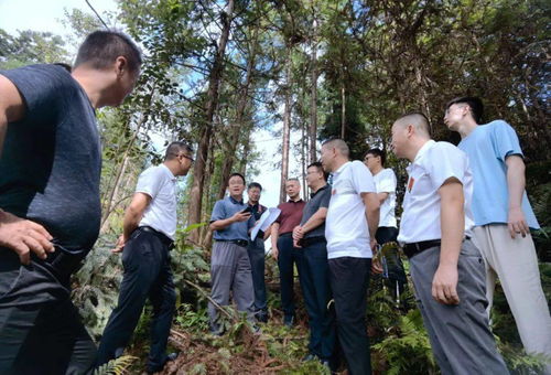 國家林業(yè)和草原局資源司調(diào)研組到榕江調(diào)研林木采伐管理工作