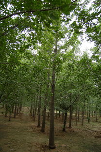 邳州銀杏樹價(jià)格 銀杏樹1