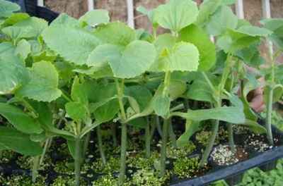 蔬菜苗培育技術產品大圖