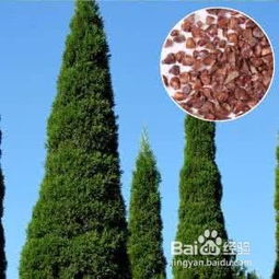 林木種子標簽怎么填