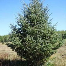 枟杉 樹木 六盤山苗木基地