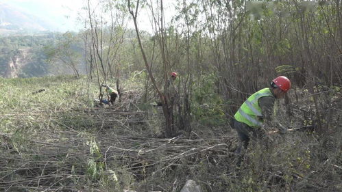 決勝白鶴灘 服務烏東德 白鶴灘水電站庫底林木清理工作紀實