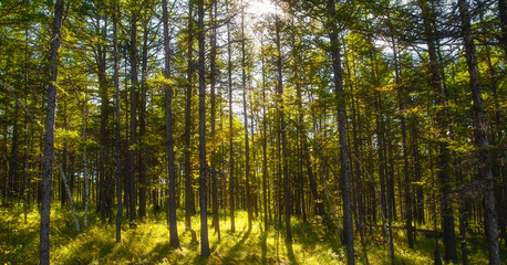 森林法修訂草案二審稿引熱議:建議對盜伐濫伐林木行為加大處罰力度