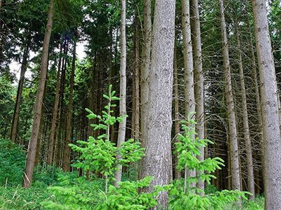 襄陽市正式建立首批市級林木種質(zhì)資源保存庫