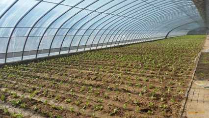 成都蔬菜大棚建設要做到人、棚、物合一,你知道嗎?