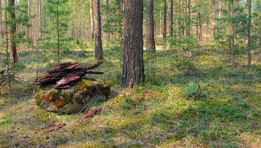 森林中有地衣和苔蘚的老樹。林木自然綠色的木頭。森林里樹上的苔蘚。特寫