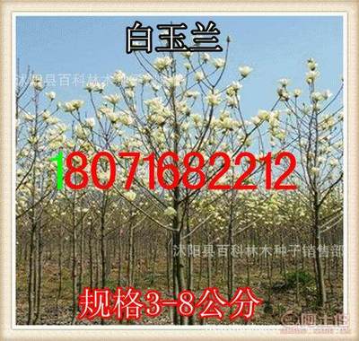 【供應:紫玉蘭紫玉蘭小苗(保質(zhì)保量貨到付款】沭陽縣百科林木種子銷售部 - 產(chǎn)品庫